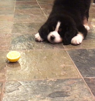 شاهد.. رد فعل كلب يتذوق الليمون لأول مرة