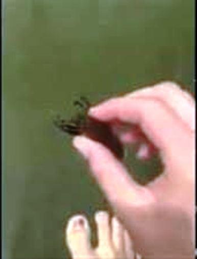 شاهد.. رجل يصطاد الأسماك بـ"أصابع قدمه"