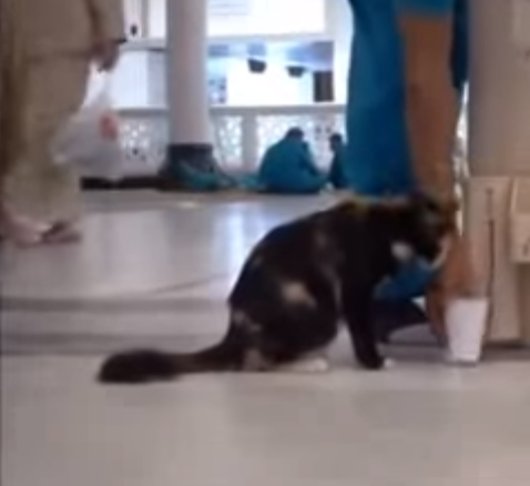 شاهد.. عامل بالحرم يروي عطش قطة بماء زمزم