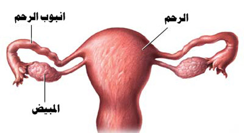 لاتتوفر معالجة تستعيد وظيفة المبيض الطبيعية