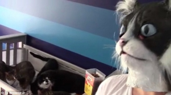 شاهد: رد فعل مجموعة قطط رأت رجل يرتدي قناعا لقطة متوحشة