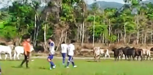 بالفيديو : قطيع "بقر" يقتحم مباراة كرة قدم