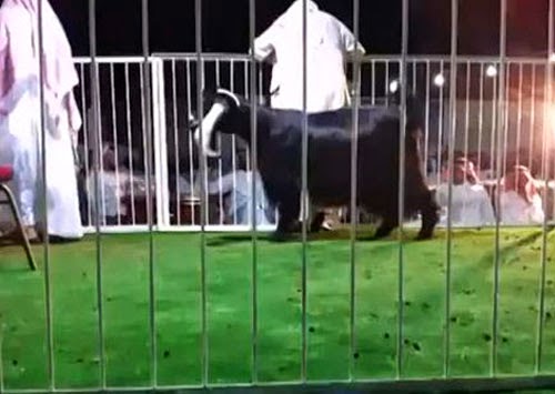 فيديو: عنز في مزاد تصل إلى 200 ألف ريال فيديو: عنز في مزاد تصل إلى 200 ألف ريال