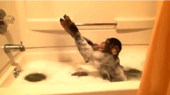 شمبانزي في الجاكوزي