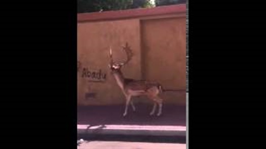 بالفيديو.. سعوديان يطاردان غزالة في شوارع مكة بالفيديو.. سعوديان يطاردان غزالة في شوارع مكة