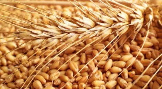 الأردن يشتري 50 ألف طن من القمح