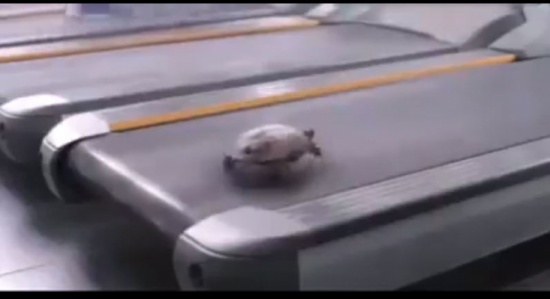 بالفيديو | اختبار السرعة لسلحفاة صغيرة ... شاهدوا ماذا فعلت لكي لا تسقط