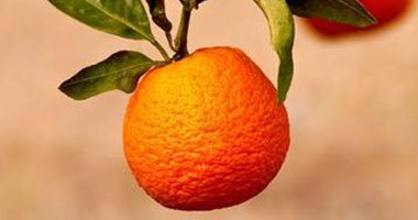 اليوسفى يخفض كوليسترول الدم ويقى من الشيخوخة اليوسفى يخفض كوليسترول الدم ويقى من الشيخوخة