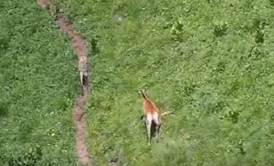 بالفيديو: حادثة نادرة.. غزالة شجاعة تطارد ذئباً!