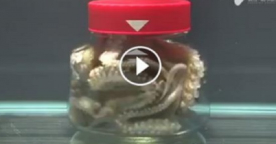 فيديو| ماذا يحدث عند حبس الأخطبوط داخل علبة مغلقة؟!
