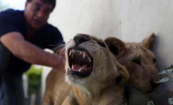 بالصور : نقل أسدين من غزة للأردن