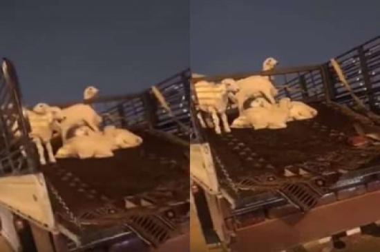 فيديو طريف لفتيات بالرياض يحاولون شراء “نعيمي الكشته”