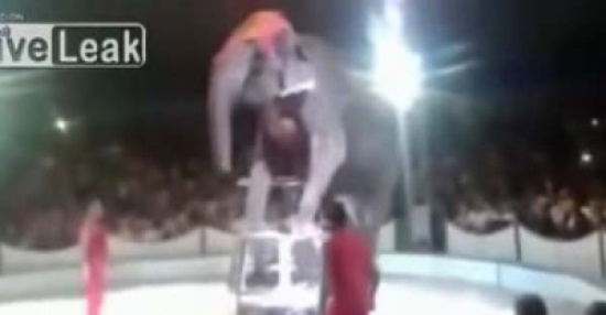 شاهد..لحظة سقوط فيل من أعلى سلم في سيرك ببيلاروسيا