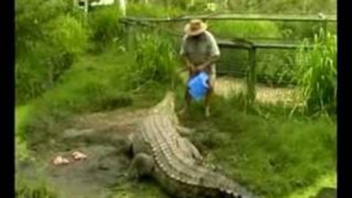 شاهد.. رجل يمتطى تمساح