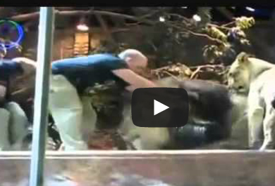 أسد يهاجم مدربه