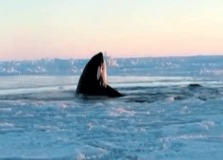 نهاية الحيتان القاتلة