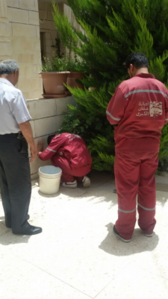 أمانة عمان تباشر حملات ليلية لمكافحة ناقلات الأمراض خلال شهر رمضان