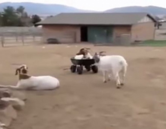 شاهد كيف تلعب معزتان بواسطة عربة