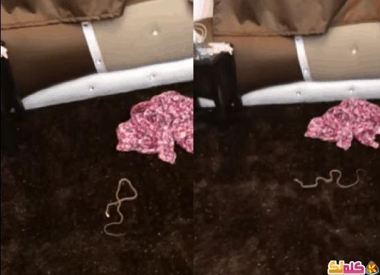 شاهد بالفديو .. شيخ يخرج جناً على هيئة ثعبان من جسد فتاة !!