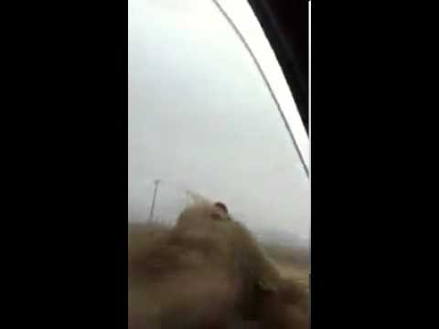 قرد متعلق بنافذة سيارة مسرعة