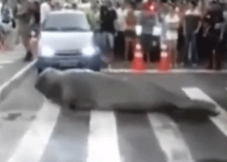 فقمة توقف حركة المرور