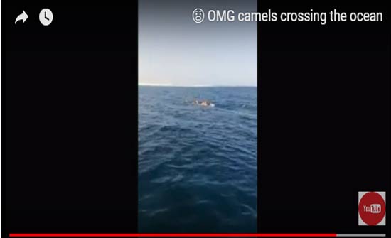 لقطات لجمال وفيلة تسبح في البحر تثير مخاوف اقتراب نهاية العالم (فيديو)