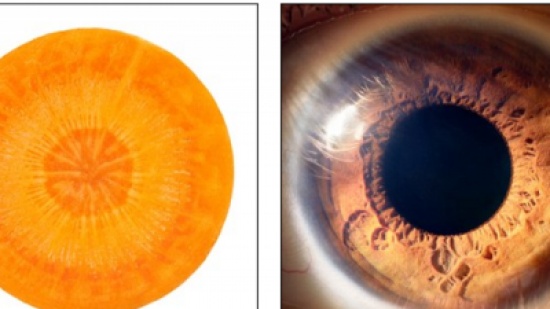 بالصور.. أسرار 12 فاكهة تشبه أجهزة جسم الإنسان