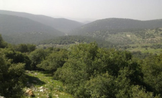 الأردن يحتاج إلى أكثر من 24 مليون شجرة جديدة ... لتوفير الأوكسجين