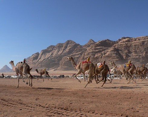 بدء سباق مهرجان الشيخ زايد للهجن بدء سباق مهرجان الشيخ زايد للهجن
