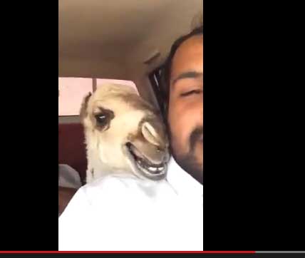 يتكلم مع جمل