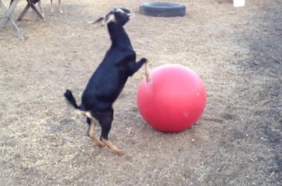 ماعز يلعب مع كرة اليوغا