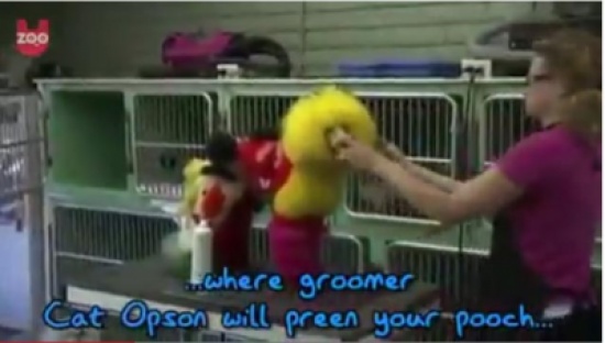 صالون تجميل خاص بالكلاب