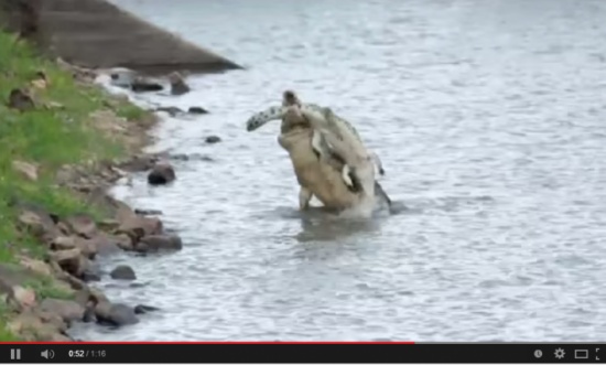 فيديو مذهل.. تمساح يصطاد آخر ويلتهمه