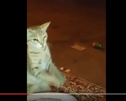 بالفيديو : شاهد ماذا فعلت هذه القطة في سهرة شباب