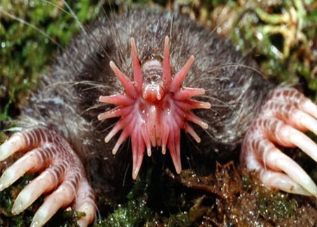 الخلد نجمي الانف