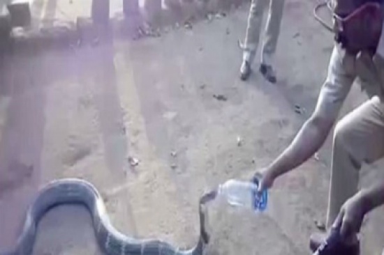شاهد: أفعى كوبرا عملاقة تشرب من قنينة ماء مثل البشر.. وشخص يجازف بحياته لإرواء عطشها