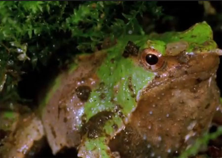 الأب الضفدع