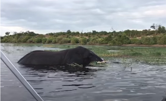 بالفيديو: فيل غاضب يهاجم قارباً للسياح