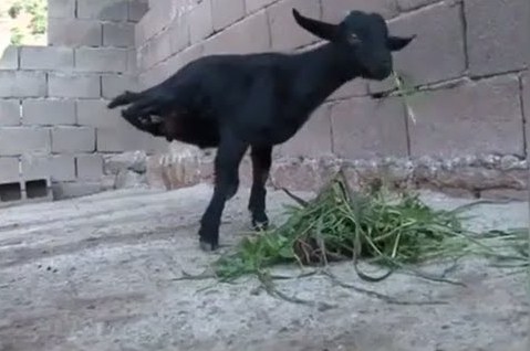 فيديو: ظاهرة غريبة من نوعها .. ماعز صيني بقدمين أماميين فقط! فيديو: ظاهرة غريبة من نوعها .. ماعز صيني بقدمين أماميين فقط!