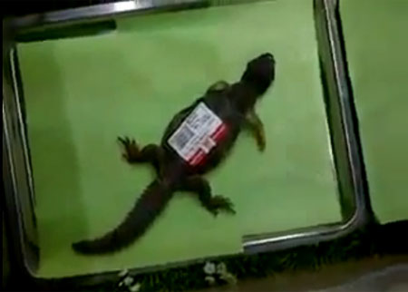 بيع ضب حي في سوبرماركت