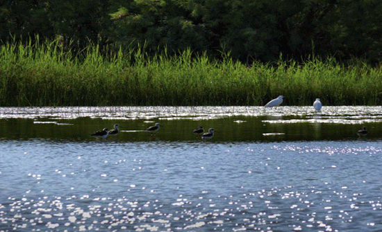 محمية الأزرق المائية تطلق مجموعة من البرامج السياحية والترويجية