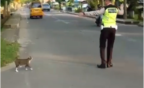 بالفيديو : ضابط مرور يساعد قطة على عبور الطريق المزدحم