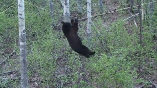 دب بهلوان يتعلق بحبل بين شجرتين للحصول على طعامه