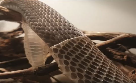 بالفيديو.. لحظة تخلّص أفعى "المامبا" من جلدها!