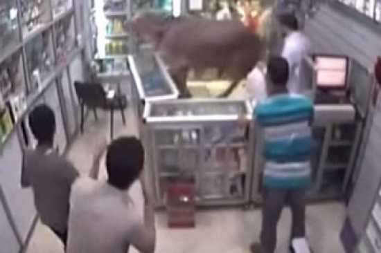 بالفيديو: “عاوز أسبرين”.. عجل يشعل مواقع التواصل الاجتماعي بعد اقتحامه صيدلية