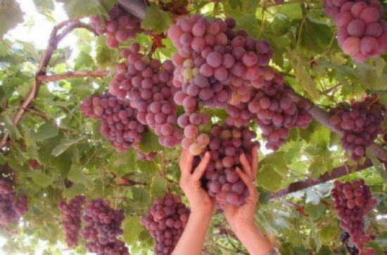 الناصر :  السماح بزراعة كامل الوحدة الزراعية في الاغوار الجنوبية بأصناف النخيل والعنب