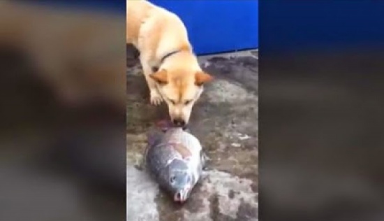 فيديو: كلب يرش سمكتين بالماء في محاولة لإنقاذهما