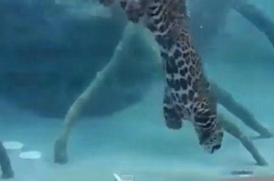 شاهد: مهارة نمر في الغطس والسباحة