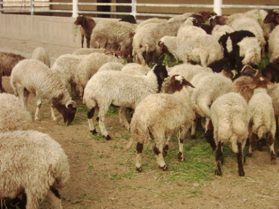 العقبة : نفوق 2000 رأس من الخراف بسبب العطش والجوع العقبة : نفوق 2000 رأس من الخراف بسبب العطش والجوع