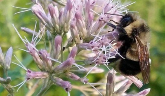 بالفيديو.. حتى النحل يلعب كرة القدم